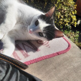 前髪が可愛い〜はつちゃん♥️里親様募集中です