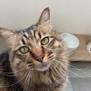 長毛キジトラちゃん