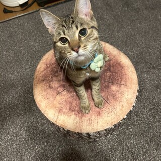 ごろごろ♥デレデレ♥甘えん坊♡いちごくん