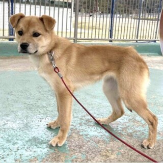 人馴れ訓練中♡野犬の仔犬【ともえ】ちゃん