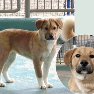 人馴れ訓練中♡可愛い仔犬の【みやび】ちゃん