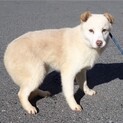 クリーム色の毛色が可愛い野犬の子犬【カルボ】くん