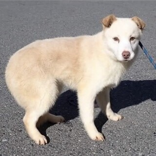 クリーム色の毛色が可愛い野犬の子犬【カルボ】くん