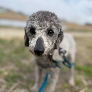 控えめなシルバープードルの女の子