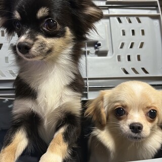 多頭崩壊からの保護。とてもとても慣れてます。