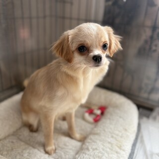 人慣れ問題なし、おとなしくて守ってあげたいチワワ