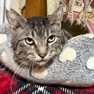 人懐こくてゴロゴロ上手なトラくん