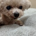 トイプー13歳男の子！ミユウくん
