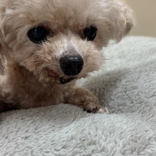 トイプー13歳男の子！ミユウくん