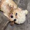 トイプー13歳男の子！ミユウくん