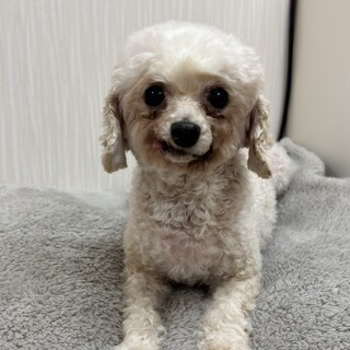 トイプー8歳女の子！ヒカルちゃん
