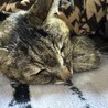 もう少しで22歳 でもだいぶご飯の量も減って寝ている時間が長くなってきた