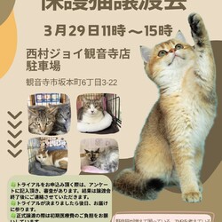 保護猫の譲渡会