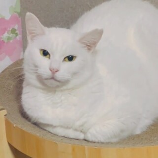 大福みたいな可愛い真っ白なモネちゃん