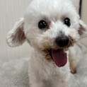 トイプー8歳！リューキくん