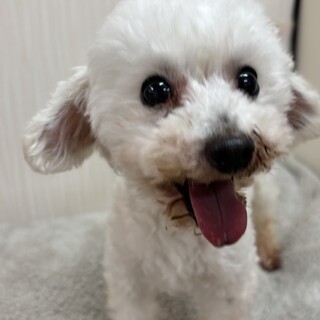 トイプー8歳！リューキくん