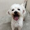 トイプー8歳！リューキくん