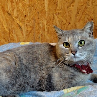 パステルな女の子　ひな