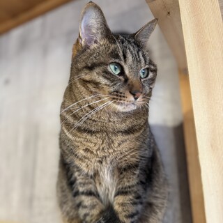 僕だけを見てくれる人のことが大好きダージリンくん