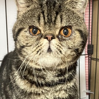 人懐こく甘えん坊くん