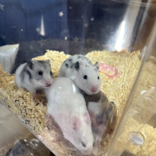 ゴールデンハムスターの赤ちゃん