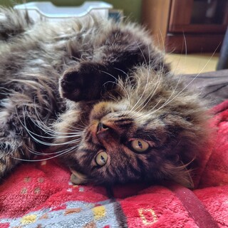 長毛で凛々しい甘えん坊な男の子です