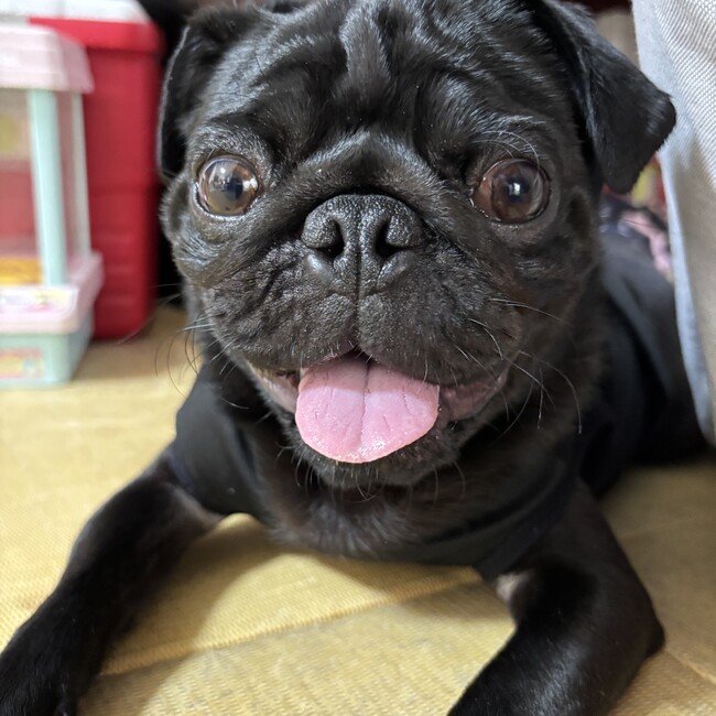 クロパグのカバー写真