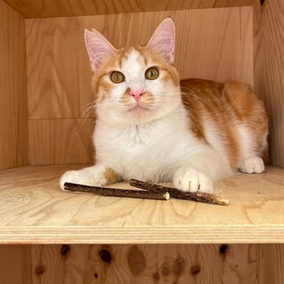 控えめだけど遊びは激しめおっとりボーイ