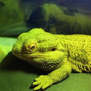 フトアゴヒゲトカゲのオス※給餌のお手伝い必要