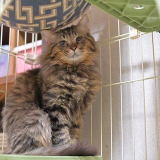 ふわふわタヌキさん　ぽんた君