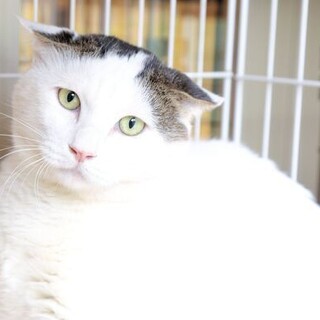 超臆病、大きなハチワレの男の子