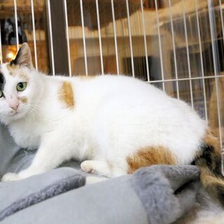 色白美人なとても可愛い三毛猫さん