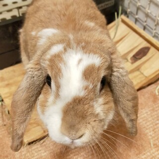 ホーランドロップの女の子