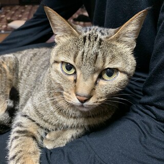 暖かいところが好きな温厚ニャンコです