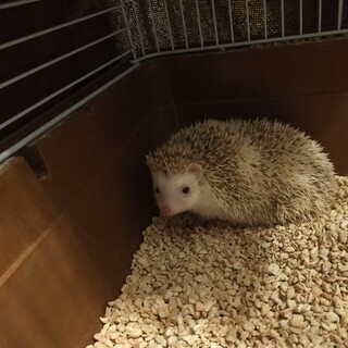 ハリネズミ里親募集