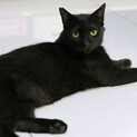 猫が好きな黒猫さん、去勢ワクチン済みエイズキャリア