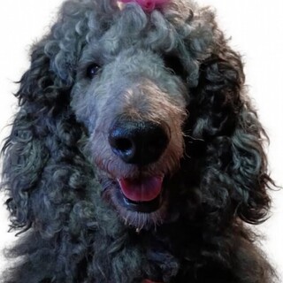 急な引越しに伴い早急な里親探しをしております。