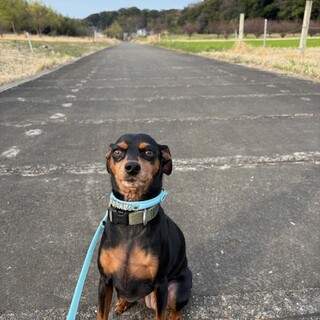 天真爛漫で甘えん坊のかまってちゃん