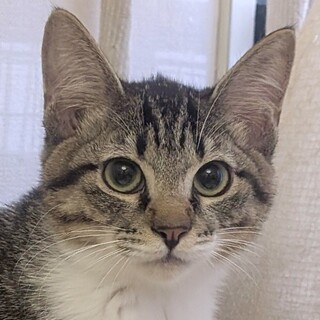 【3/29東日本橋】きゃしゃな♡メアリーくん