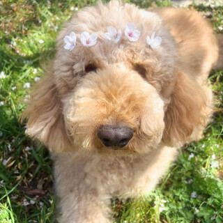 甘えん坊で優しい30キロの男の子