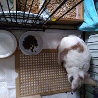 中おばちゃん（茶兎マロン）