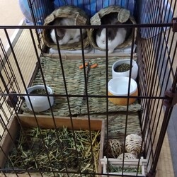 中おばちゃん（茶兎マロン）大おばちゃん（大福モカ）