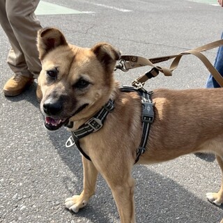 少しづつ心の扉を開いている《ももちゃん》