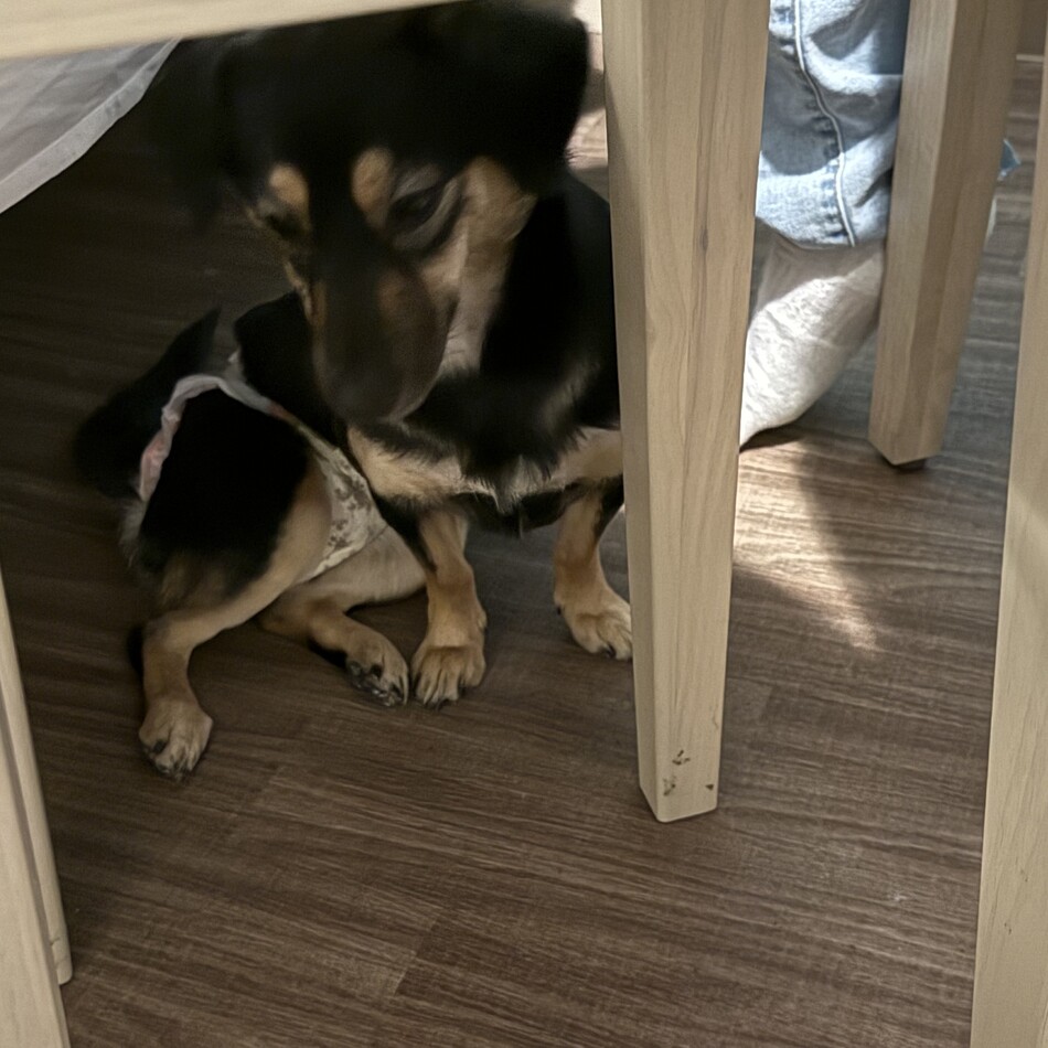 まろのカバー写真