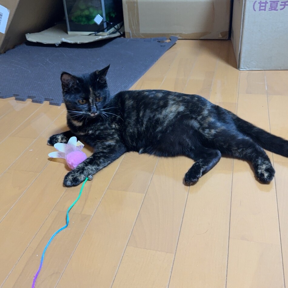 サビのカバー写真