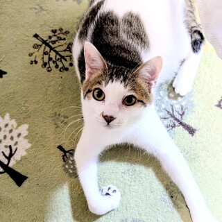 犬とも猫とも人とも仲良くできる性格花丸のハレ君