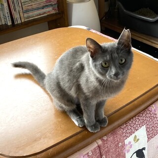 ロシアンブルー似の抱っこ大好きなグリちゃん