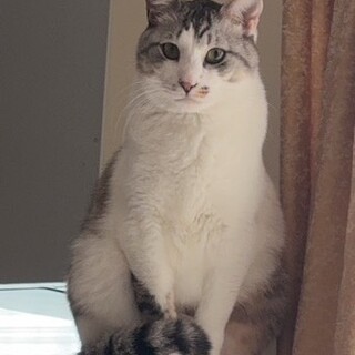 甘えん坊大人しいノバくん