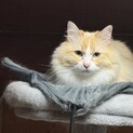 臆病だけど慣れると人懐っこいマンチカンの男の子