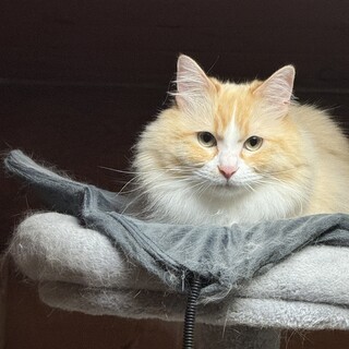 臆病だけど慣れると人懐っこいマンチカンの男の子